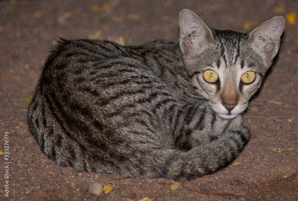 portrait of a cat with amazing yellow eyes