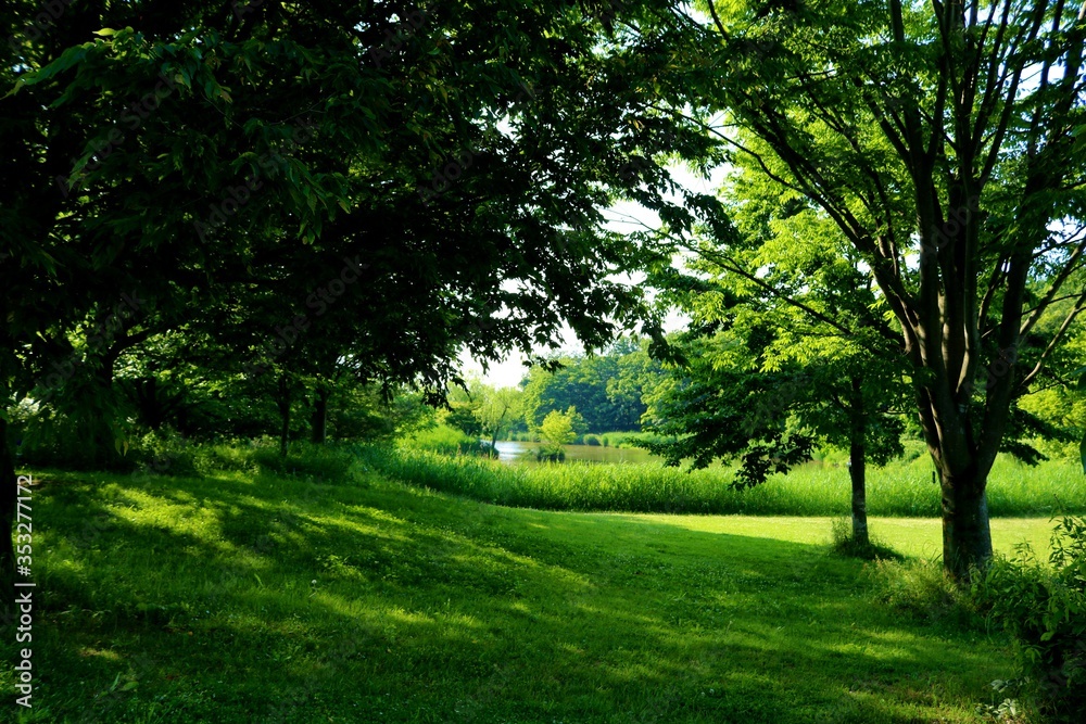 Fototapeta premium 緑のトンネル 爽やか 風景 茨城