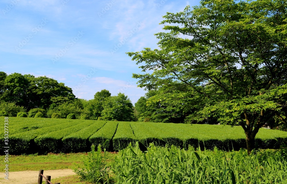 Obraz premium 新緑 茶畑 風景 茨城