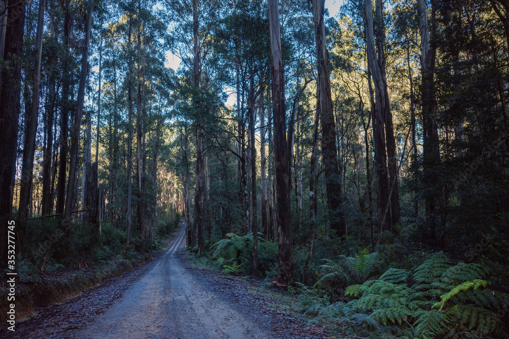 Fototapeta premium Narrow gravel road in a forest of eucalypts