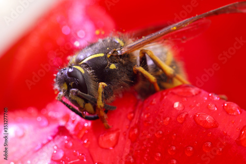 Bee pollinates flowers. Wasp sits on flowering plant. Spring flowering. Concept on Bee Protection, Organic Farming. Blooming garden with insects collecting nectar  from honey inflorescences. photo