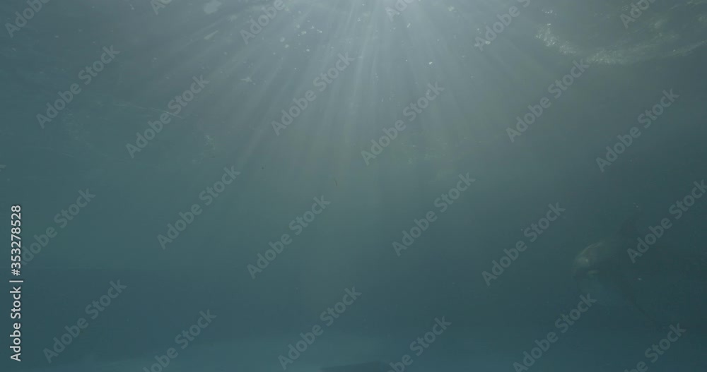 captivated dolphin in pool water park for show underwater v log footage