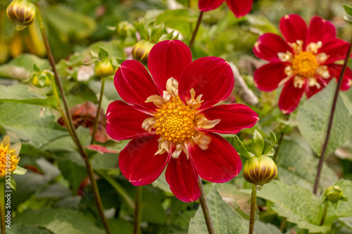 colorful flowers