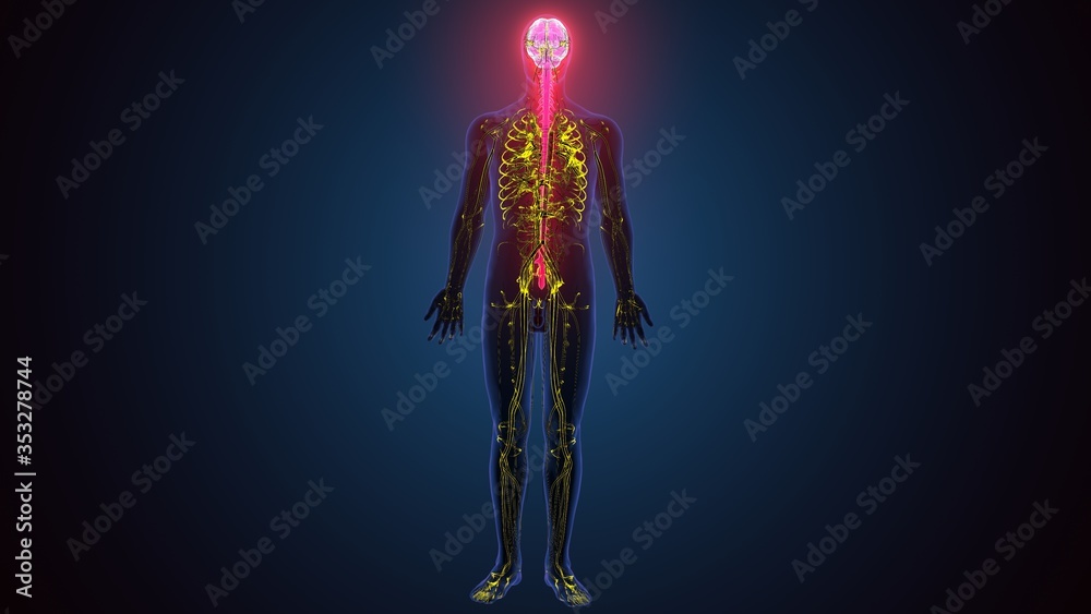 3d illustration of male human body skeleton with brain nerves system anatomy 3d illustration of male human body skeleton with brain nerves system anatomy