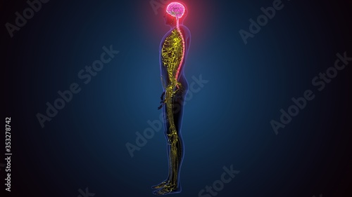 3d illustration of male human body skeleton with brain nerves system anatomy