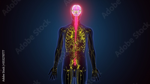Fototapeta Naklejka Na Ścianę i Meble -  3d illustration of male human body skeleton with brain nerves system anatomy