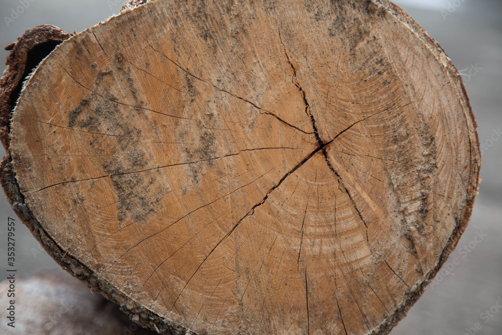 Wood texture of tree stump Wood texture of tree stump