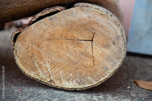 Wood texture of tree stump