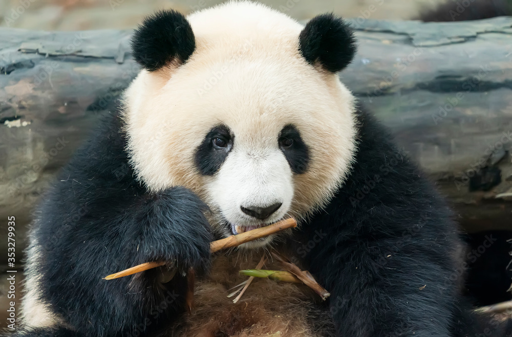 Panda eating shoots of bamboo. Rare and endangered black and white bear.