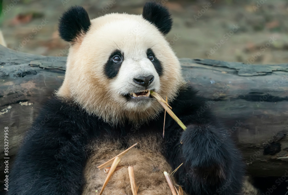 Panda eating shoots of bamboo. Rare and endangered black and white bear. Panda eating shoots of bamboo. Rare and endangered black and white bear.