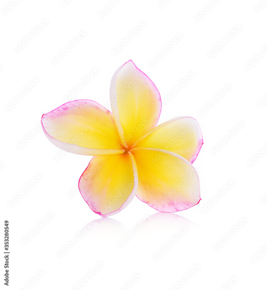 Plumeria flowers isolated on white background