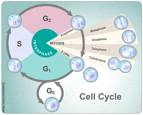 Division cycle of eukaryotic cell divided into four phases: G1, S, G2 and mitosis photo