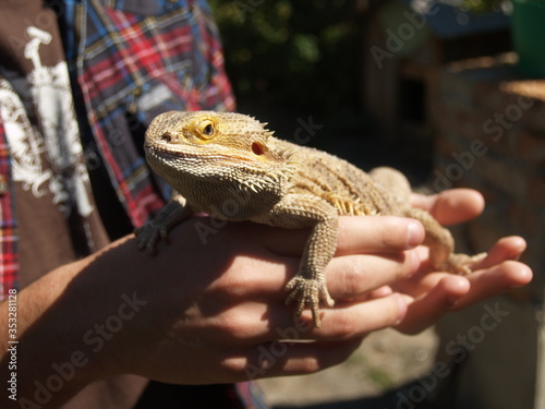 Reptile, big lizard in the hands
