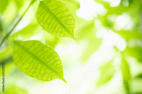 Beautiful attractive nature view of green leaf on blurred greenery background in garden with copy space using as background natural green plants landscape, ecology, fresh wallpaper concept. © Montri Thipsorn