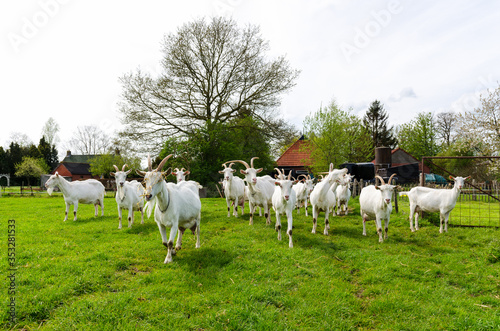 Goat farming in the Netherlands.