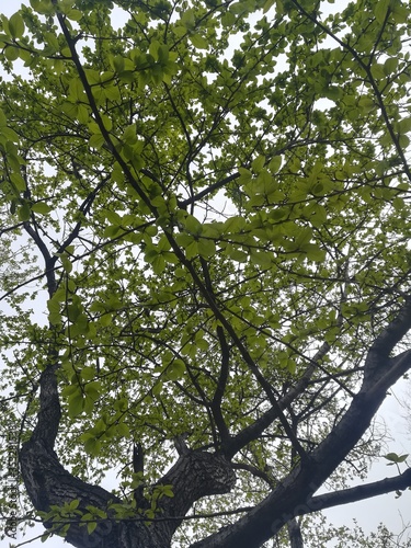 trees and sky