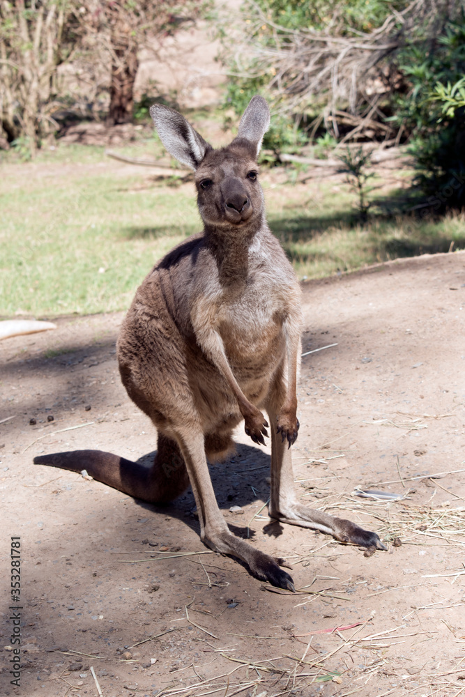 this is a western gray kangaroo
