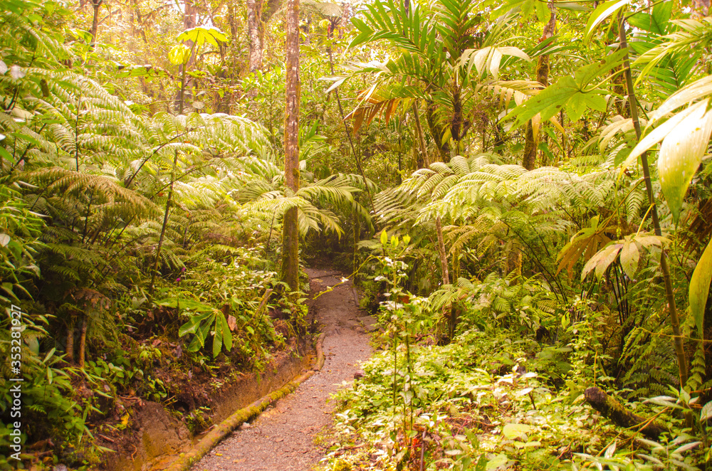 Guatemala forrest landscape Guatemala forrest landscape