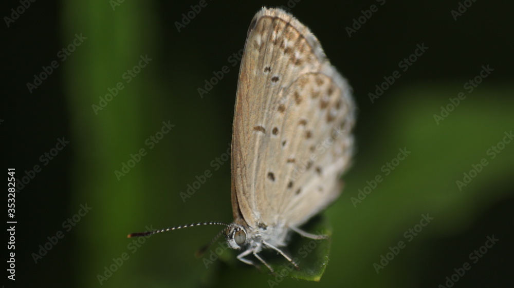 Fototapeta premium small brown butterflies that perch on the weeds