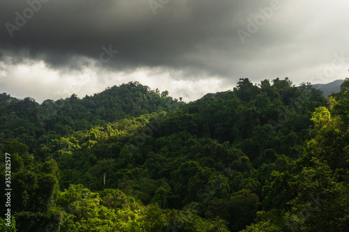 rainforest canopy