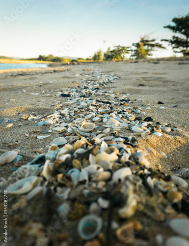 A natural line of seashells