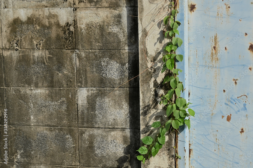 The vertical close-up vintage green vines on an old abandoned wall in a countryside.