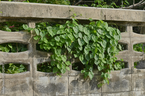 The vintage overgrown close-up green vines on an old abandoned wall in a post-apocalyptic future for a game asset.