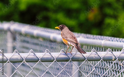 Robin on a Fence