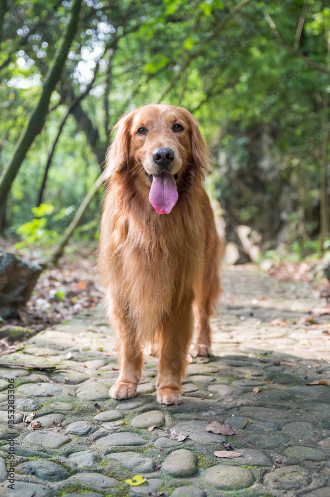 Golden retriever walking alone in the park Golden retriever walking alone in the park