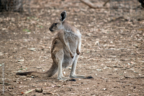 this is a joey western grey kangaroo