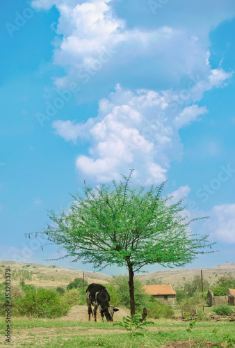 A cattle is eating dry grass below tree and clouds © jayant khedekar