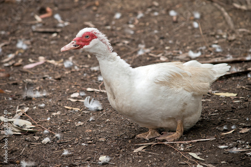 this is a side view of a muscovy duck