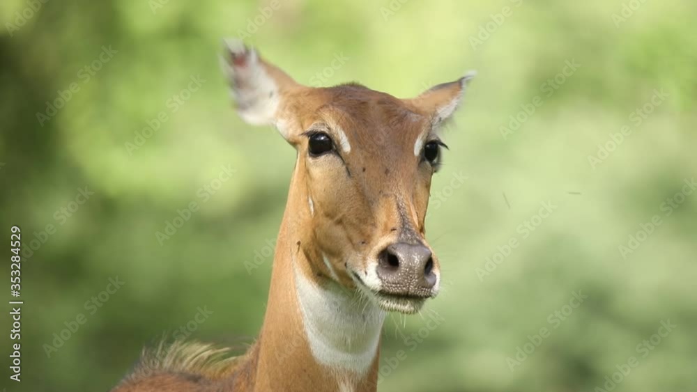 Neelgai head close up with flies, Madhya Pradesh, India. Neelgai head close up with flies, Madhya Pradesh, India.