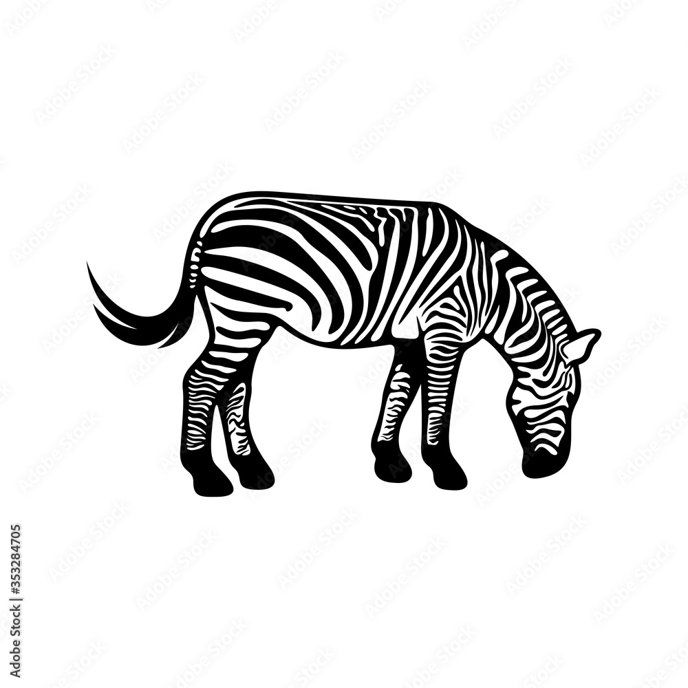 Graphical zebra isolated on white background, Vector illustration, Template Graphical zebra isolated on white background, Vector illustration, Template