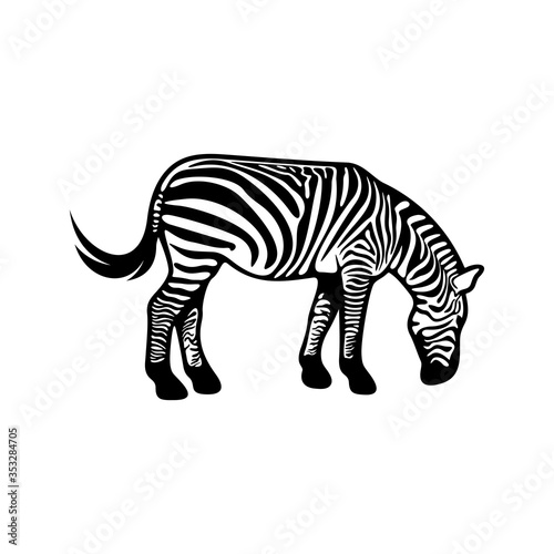 Graphical zebra isolated on white background  Vector illustration  Template