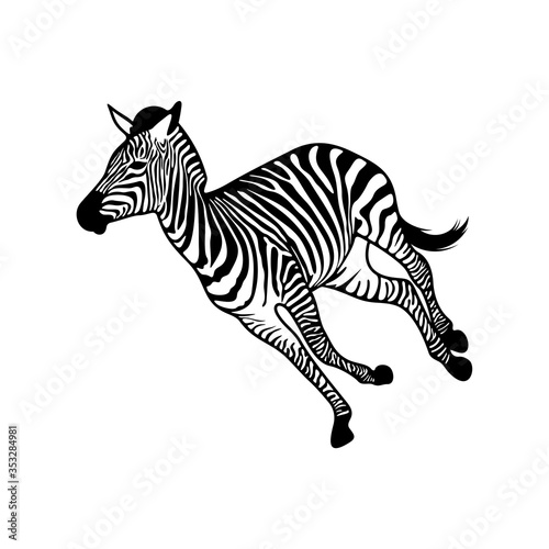 Graphical zebra isolated on white background, Vector illustration, Template