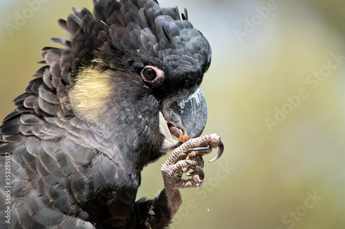 Fototapeta Naklejka Na Ścianę i Meble -  this is a close up of a yellow tailed cockatoo eating