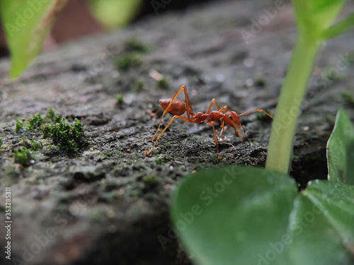 Blurry Ants on The Wood seen close up. fit for animal background. Blurry Background