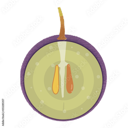 アナログ手描きタッチの葡萄グレープのイラスト｜ポリフェノール断面図図解｜Cross section of grape