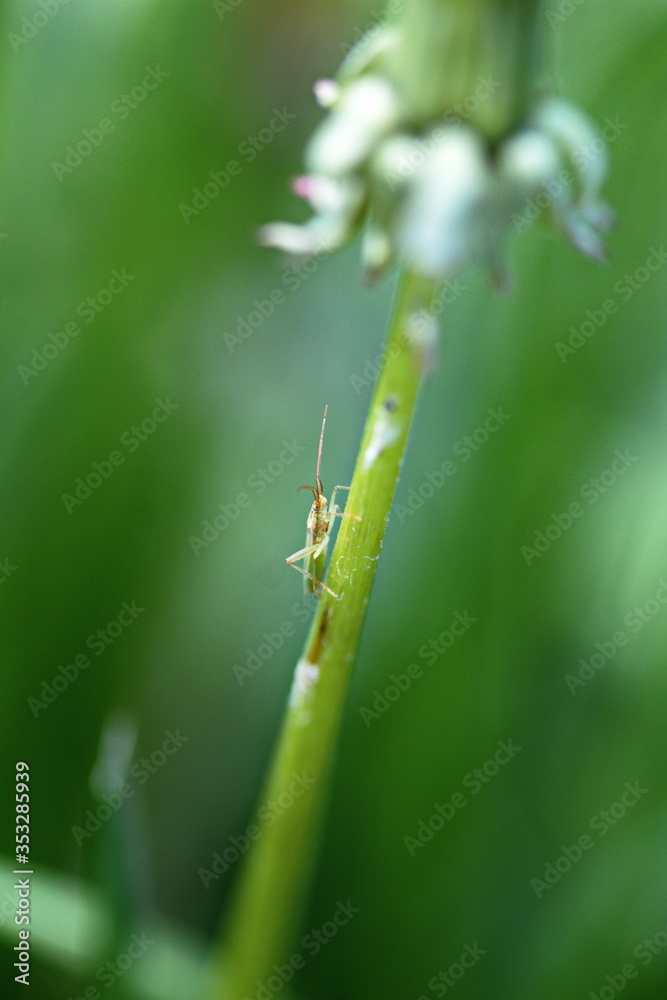 Macro image of a small insect in its natural habitat. Wildlife in Ontario, Canada. Macro image of a small insect in its natural habitat. Wildlife in Ontario, Canada.