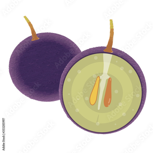 アナログ手描きタッチの葡萄グレープのイラスト｜ポリフェノール断面図図解｜Cross section of grape