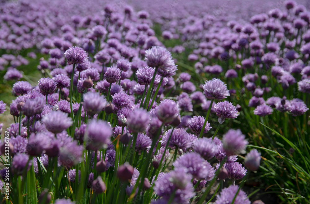 The beautiful blooming chives field in Denmark