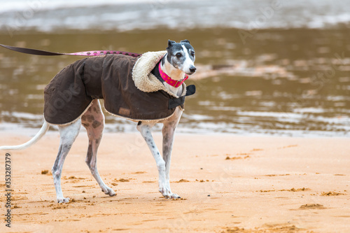 Greyhound rugged up in coat at the Lagoon