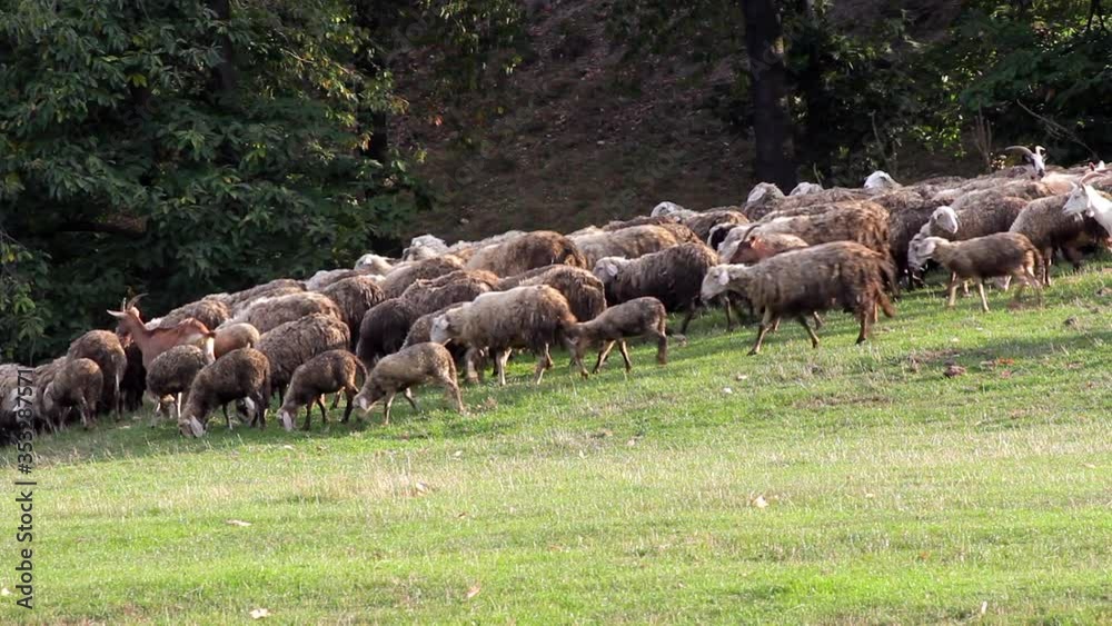 Herd of grazing sheeps. Flock of sheeps. Animals farming in the meadow. Nature and Mountain. Herd of grazing sheeps. Flock of sheeps. Animals farming in the meadow. Nature and Mountain.