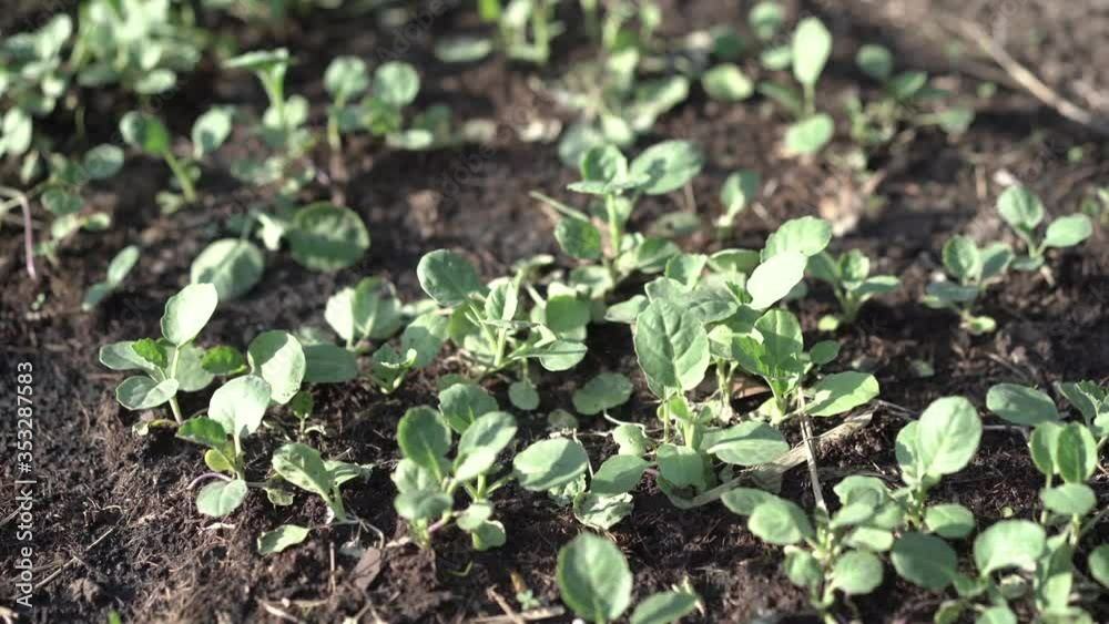 The seedlings of the vegetables in the plot,Kale seedlings in vegetable plots. The seedlings of the vegetables in the plot,Kale seedlings in vegetable plots.