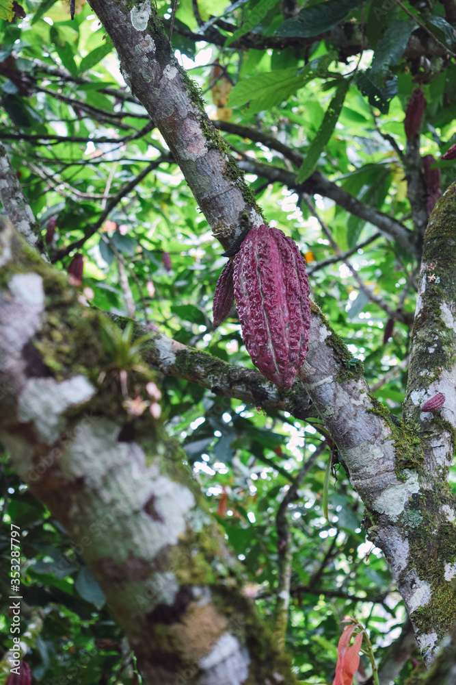Fototapeta premium Cocoa pod on the tree in the forest.