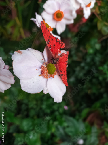 butterfly on flower