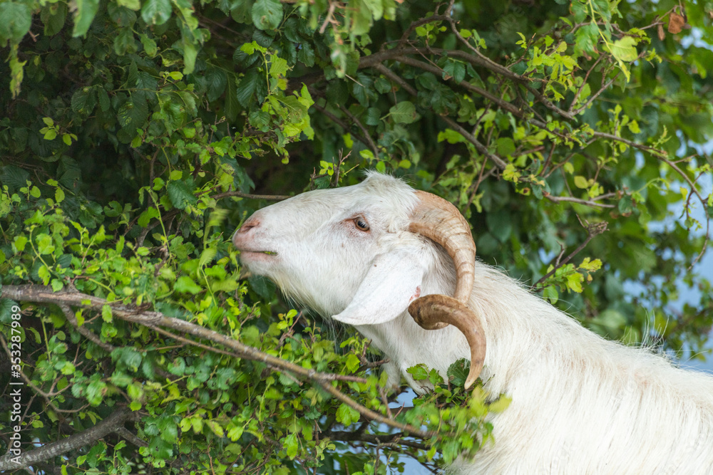 Goats and flock of sheep grazing in the meadow, They are preparing for the feast of sacrifice (Eid Al Adha) Goats and flock of sheep grazing in the meadow, They are preparing for the feast of sacrifice (Eid Al Adha)