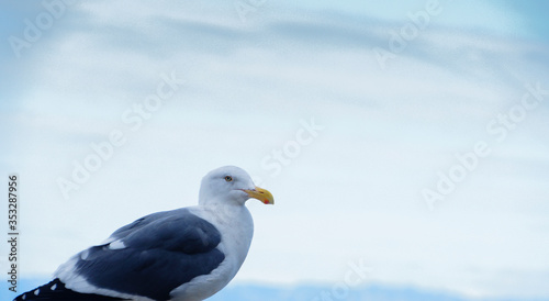 Gaviota en el cielo © Mario