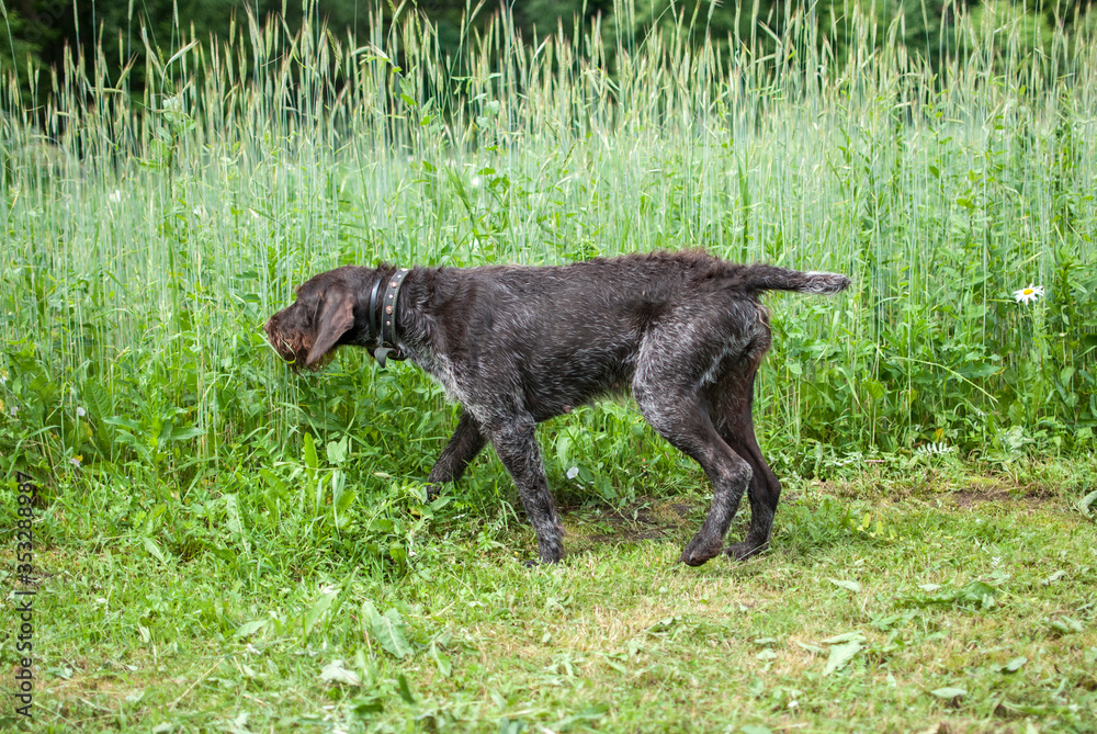 Hunting dog drathaar on a green meadow.